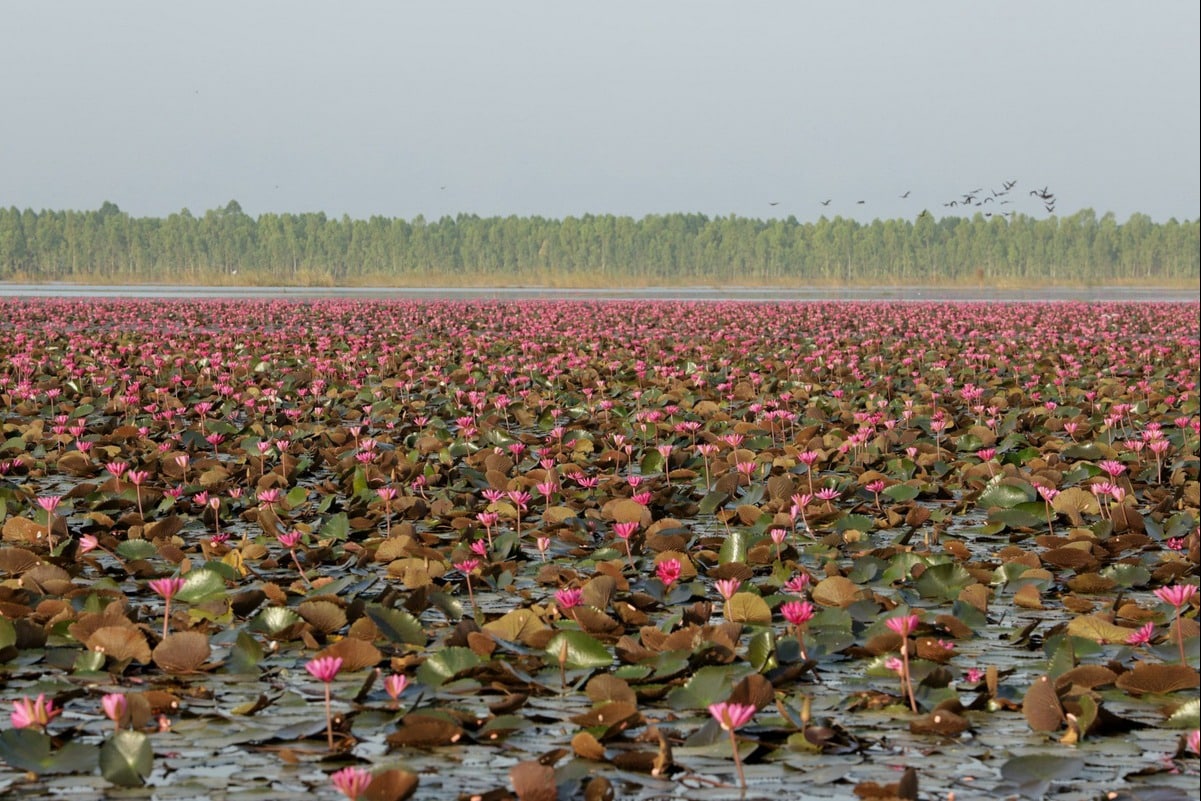 บึงบอระเพ็ด