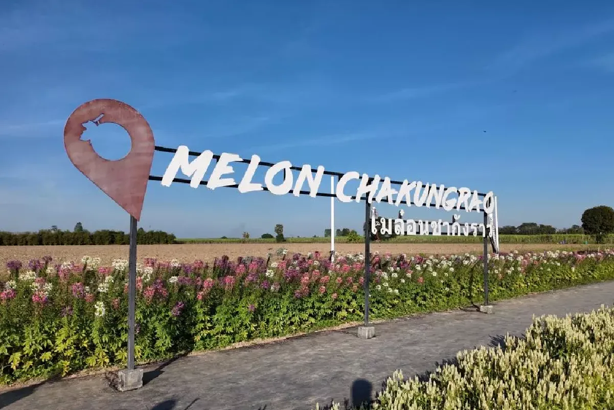 ไร่เมล่อน ชากังราว