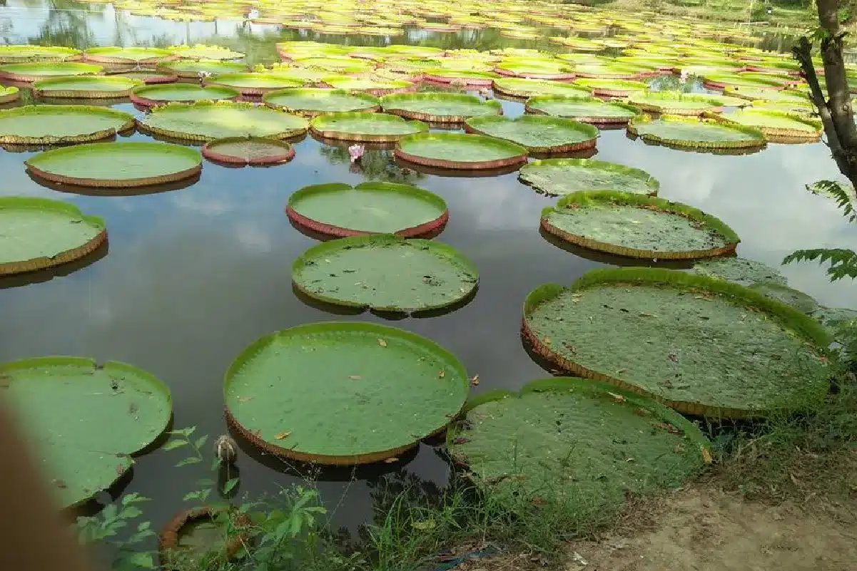 สวนบัวอมรรัตน์