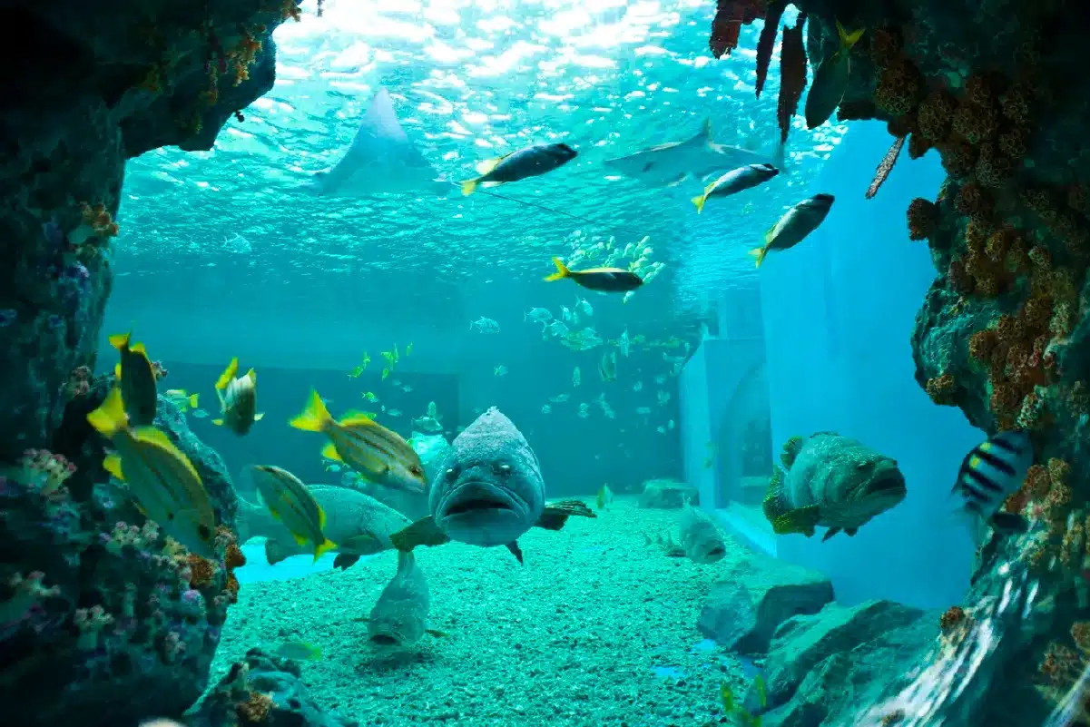 สถาบันวิทยาศาสตร์ทางทะเล มหาวิทยาลัยบูรพา (พิพิธภัณฑ์สัตว์น้ำบางแสน)