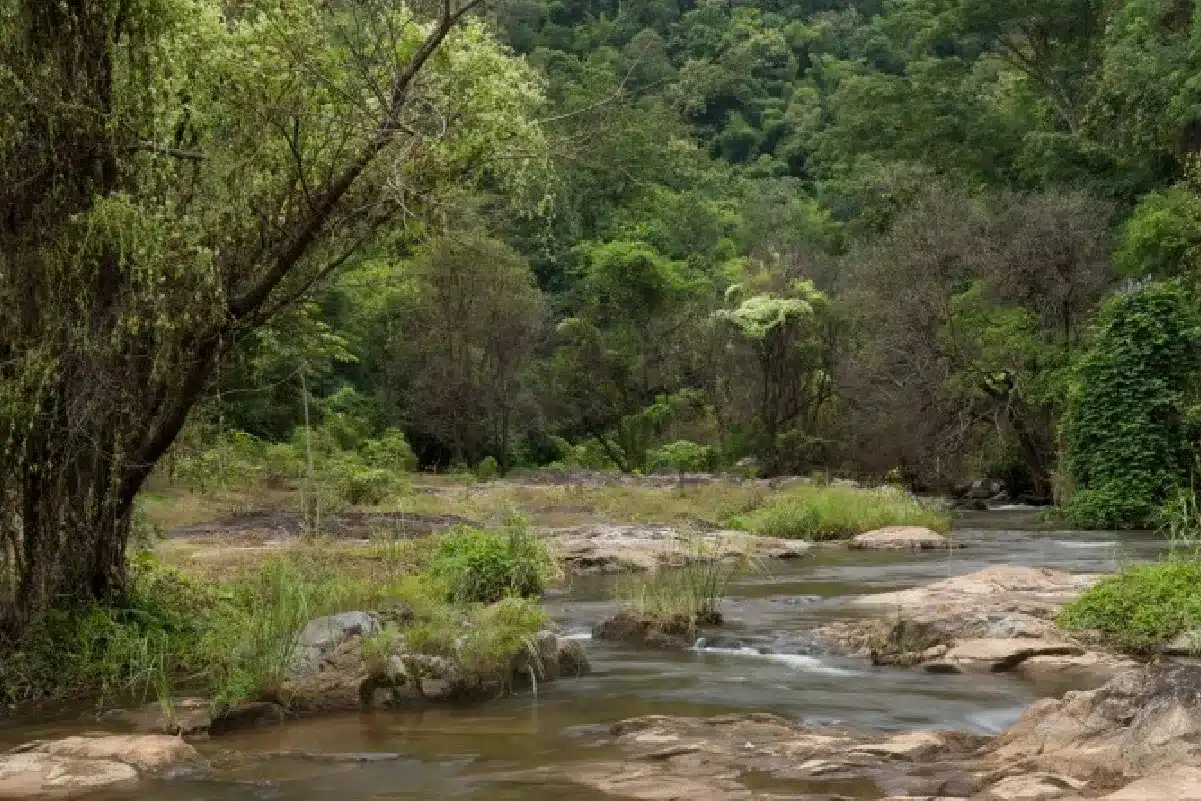 อุทยานแห่งชาติคลองวังเจ้า