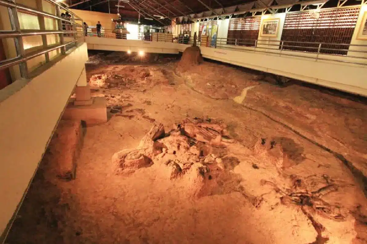 แหล่งขุดค้นซากไดโนเสาร์ภูกุ้มข้าว