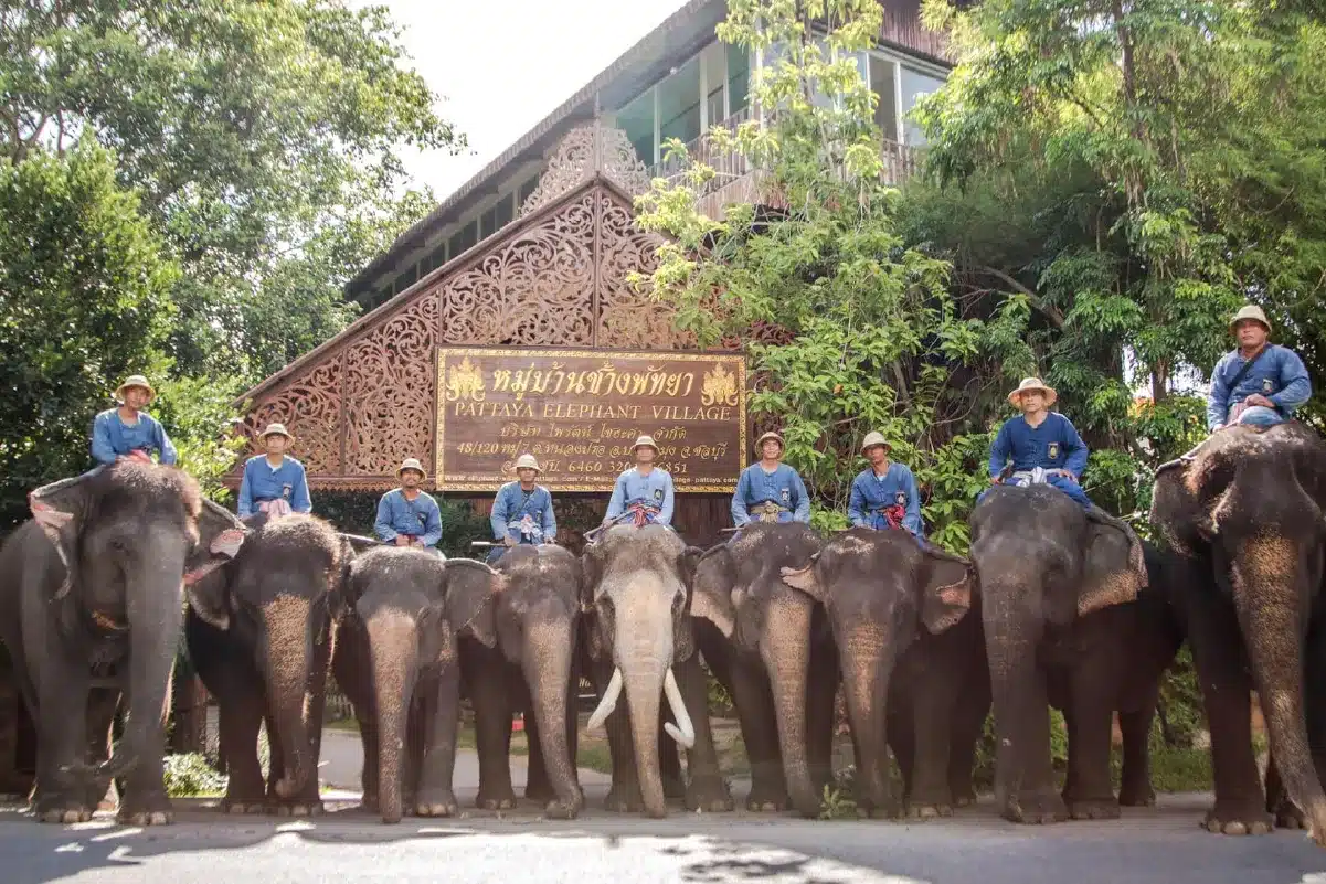 หมู่บ้านช้างพัทยา (Pattaya Elephant Village)