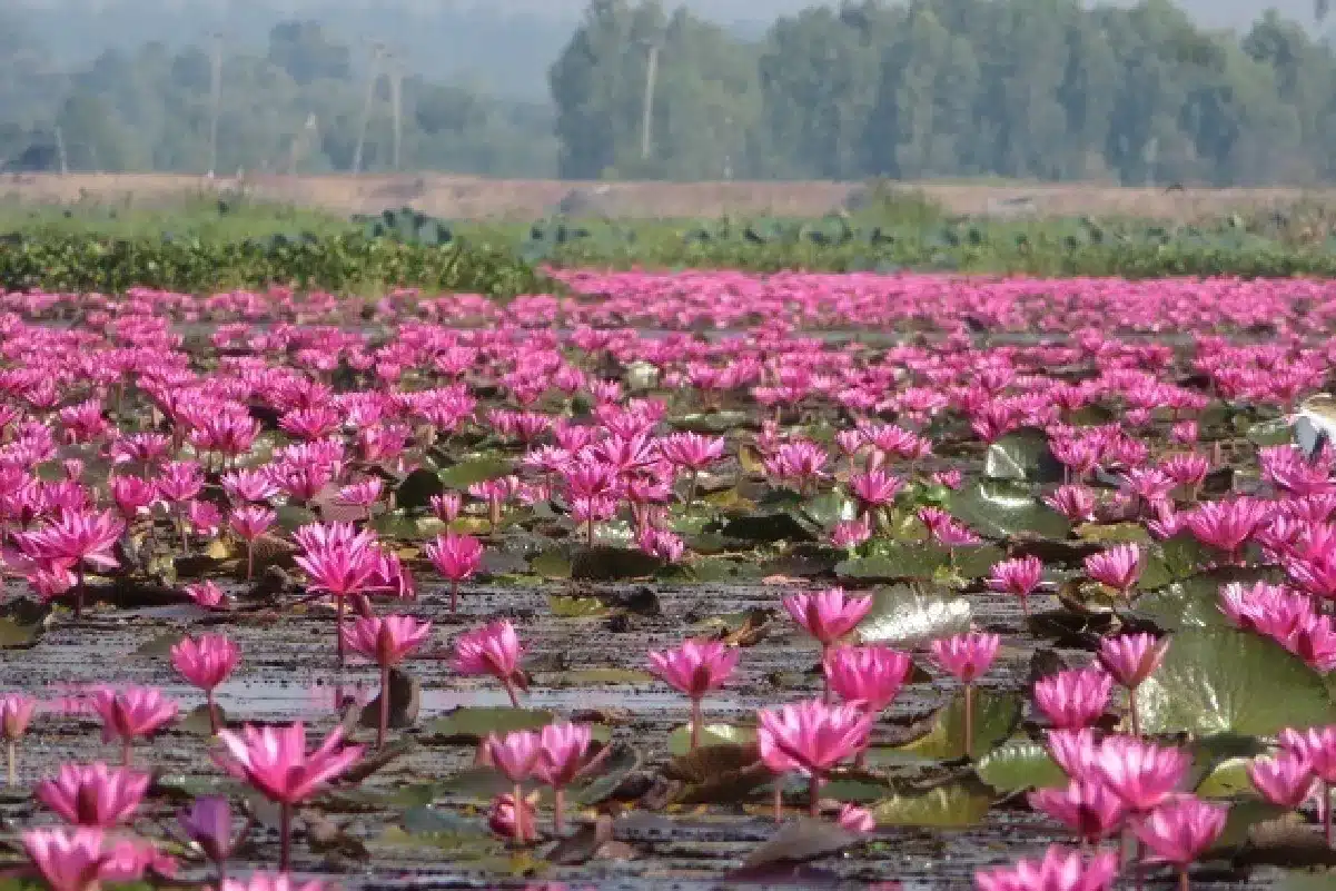 หนองหาน