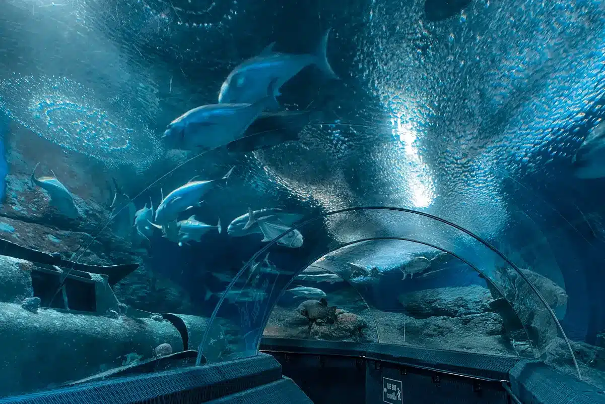 อันเดอร์วอเตอร์ เวิลด์ พัทยา (Underwater World Pattaya)